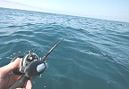 Barracuda hooked up on light tackle