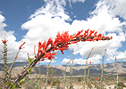 Ocotillo cactus bloom