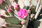 Pear cactus bloom
