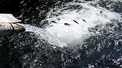 Salmon smolts instinctively swim upstream