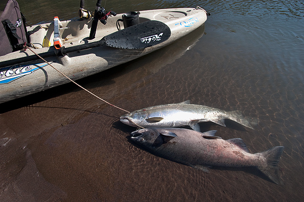Hobie Forums • View topic - PacNW Salmon Fishing