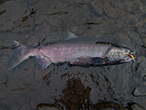 Klickitat River Chinook salmon