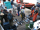 Offloading the albacore catch