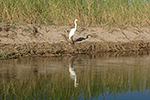 Fishing Bird 4-28-18