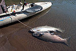 Kayak fishing for salmon on the Klickitat River