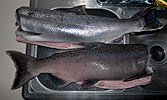 Fresh Chinook and Coho salmon for dinner tonight