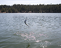 Jumping rainbow trout