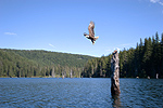 A resident bald eagle looking for fish at Goose Lake