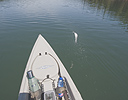 A rainbow trout going airborne