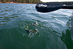 Kingsley Lake rainbow trout