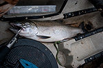 Kayak fishing for Coho salmon on the Klickitat River