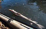 Sturgeon caught from the kayak on the Klickitat River