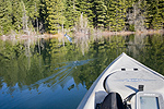 Jumping rainbow trout