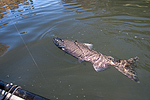 Kayak fishing for Chinook salmon on the Klickitat River. This is a native female Chinook that was released