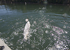 Battle with a high mountain rainbow trout