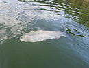 Springtime rainbow trout