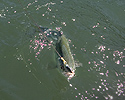 Early summer rainbow trout