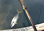 Click HERE for ocean fishing video