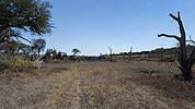 Dry marsh area near Mile Marker 19