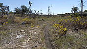 The trail passes through a dry marsh