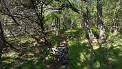 Green Texas Hill Country singletrack