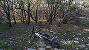 Singletrack through a cedar scrub forest