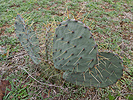 The abundant cactus is the main source of flat tires