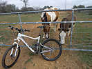 The ranch locals are curious and mosey over to say hello