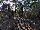 A thicket of cedar trees on RPR Trail