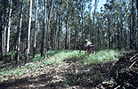 Riding in a Carlsbad eucalyptus tree grove