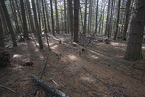 ForestST