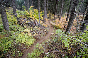 GR8DHTrail