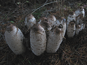 LotsOfShrooms