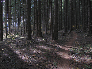 Singletrack