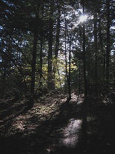 TheTrail