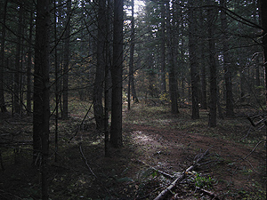 Woods