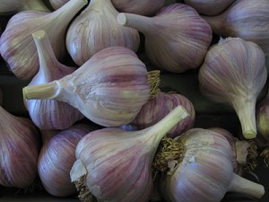 Mt Hood Garlic