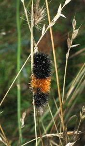 Wooly Caterpillar