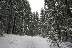 Snowshoe Tracks 3-1-11