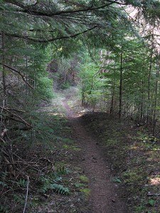 Shady Trail 4-22-11