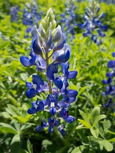 Texas Bluebonnet