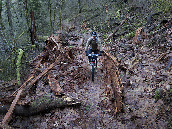 Smashed Tree Trail