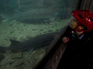 Bonneville Fish Hatchery