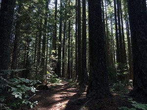 Deep Forest Trail