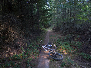 Early morning singletrack