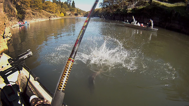 Click HERE for the Kayak Fishing for Salmon in Southwest Washington video