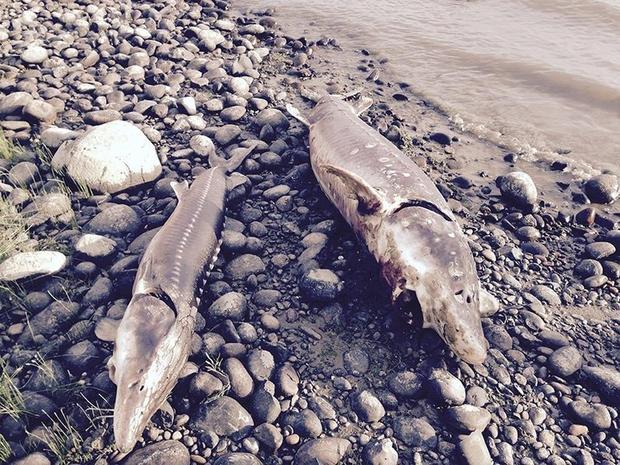 Dead sturgeon on the Columbia River