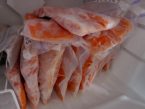 Salmon fillets in the freezer
