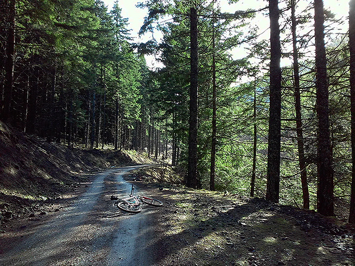 Forest Service road Cascade foothills