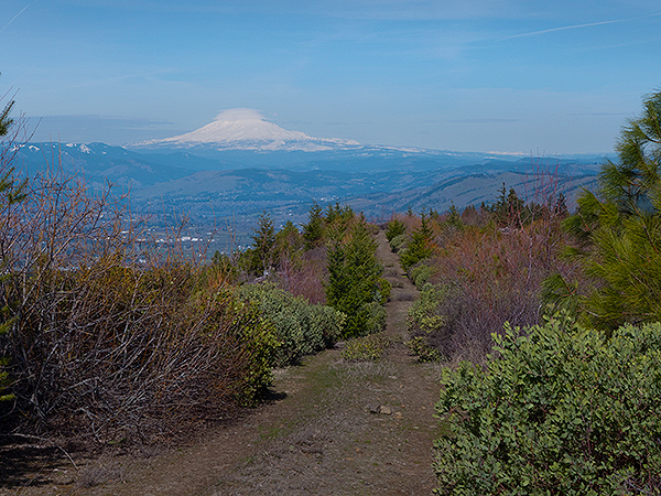 Old logging road with Mt. Adams in the distance